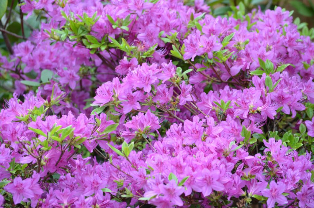 Flowers growing at Hudson View Hill